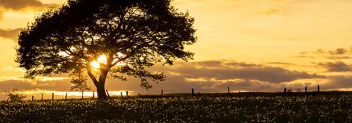 Chiropractic Clarkesville GA Sunset Tree